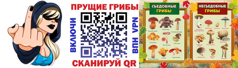 Псилоцибиновые грибы Psilocybe  Волоколамск 